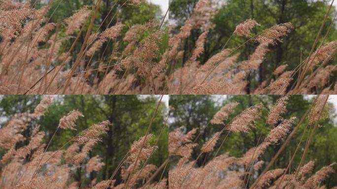 随风飘动的 芦苇 植物 黄色 干枯的