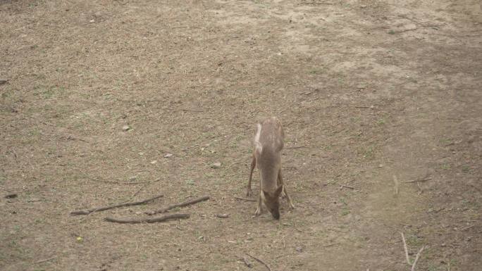 一只瘦骨嶙峋脱毛露肉的野鹿在草地上吃草