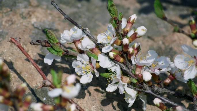 桃花花朵春天蜜蜂花瓣二十四节气