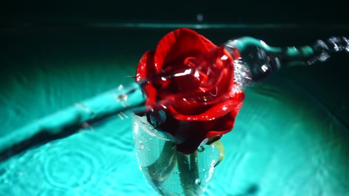 玫瑰花被泼水呈现水波纹