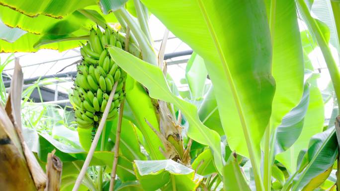 大棚香蕉种植 香蕉培育