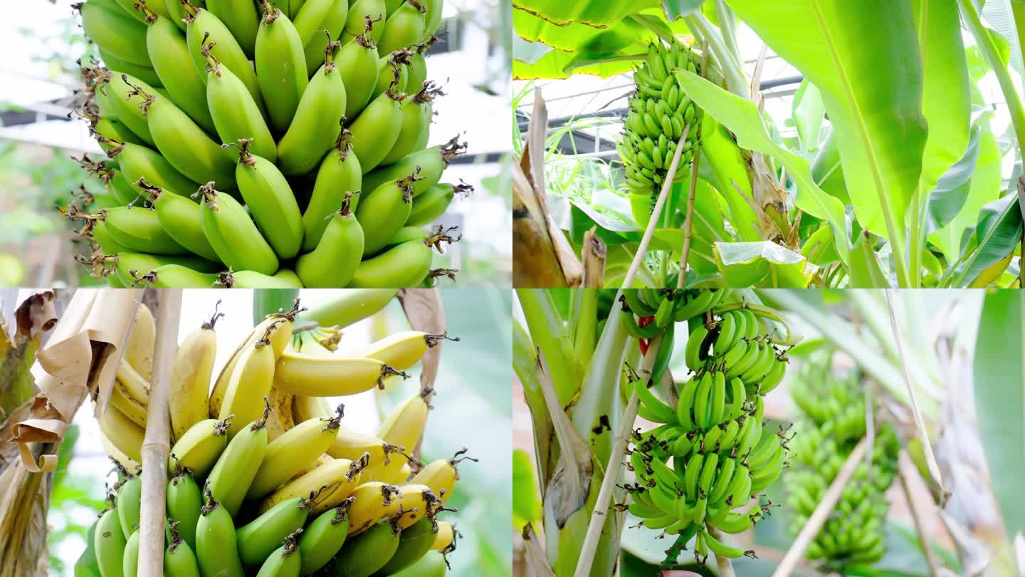 大棚香蕉种植 香蕉培育