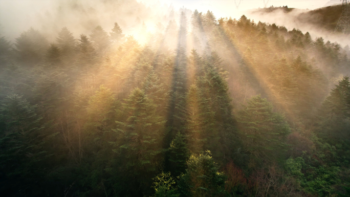 阳光穿过森林丁达尔光亲近自然