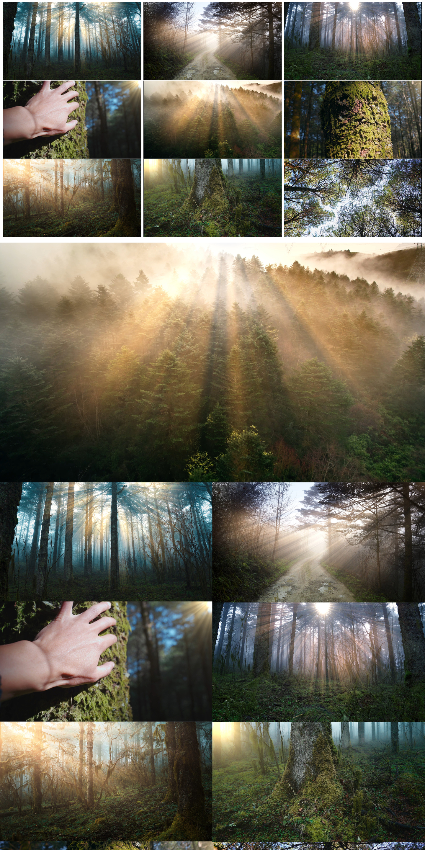 阳光穿过森林丁达尔光亲近自然
