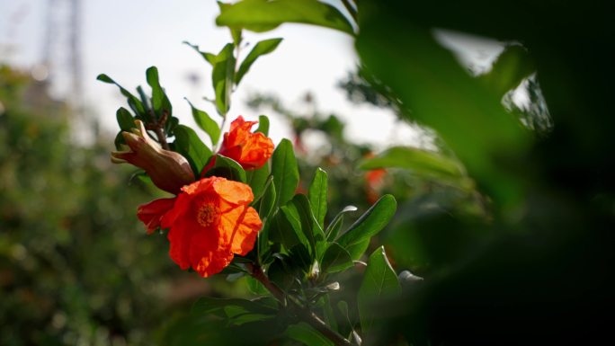 石榴花开