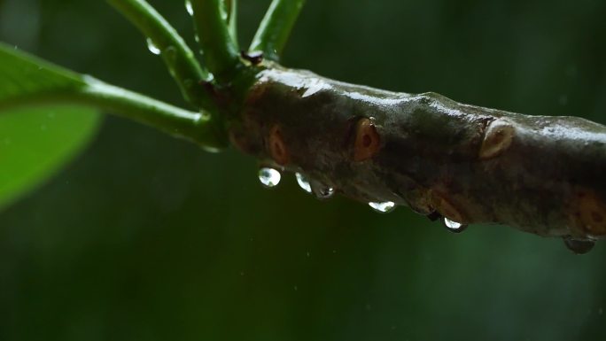 雨天 江南 屋檐 清明 屋脊 水乡 古镇