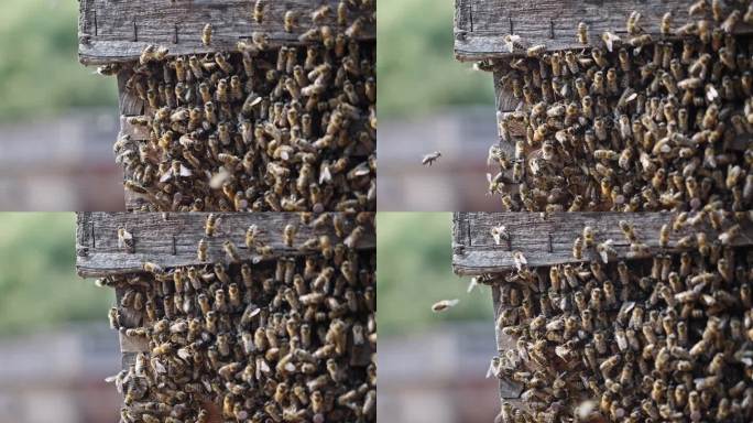 【正版素材】蜜蜂养殖3068
