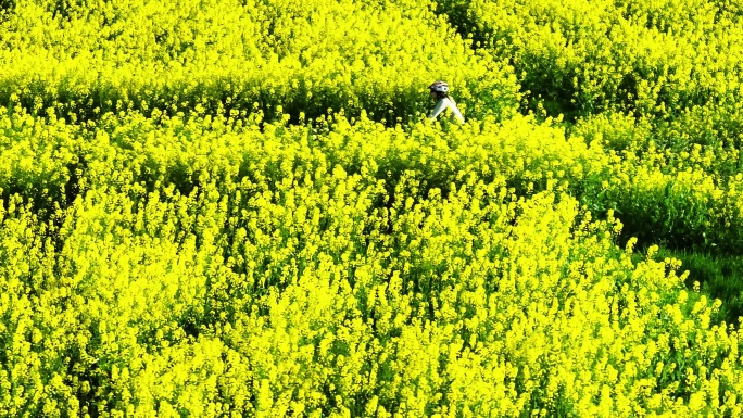 春天油菜花田骑车的人