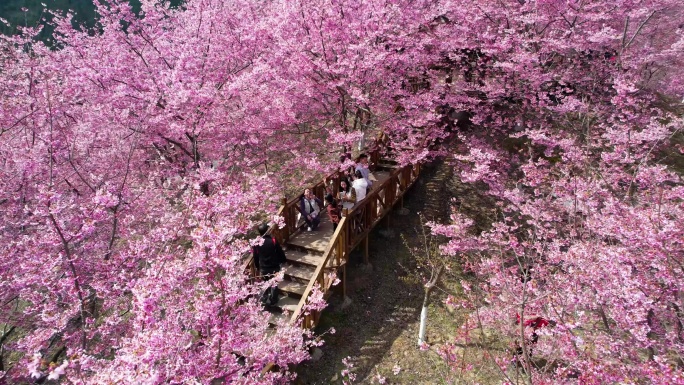 航拍万亩樱花园树唯美美丽乡村粉红色游客人