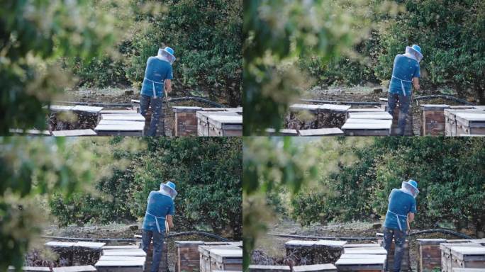 【正版素材】养蜂人3074