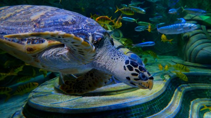 海底世界海洋馆水族馆海龟