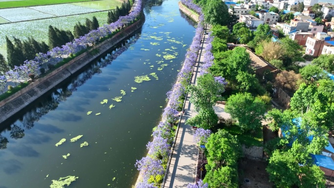 曲靖沿江街道南盘江两岸蓝楹花盛开