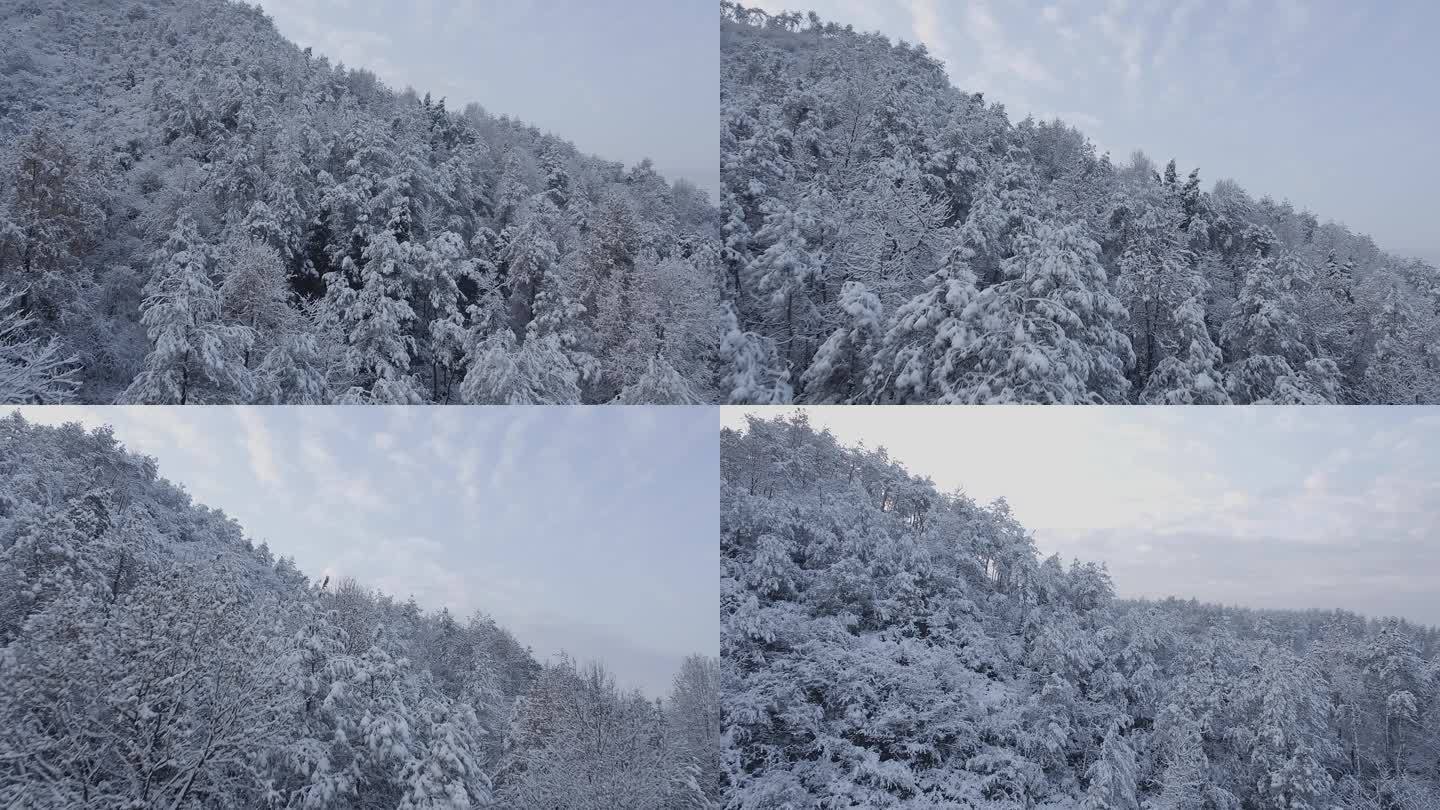 航拍雪山树林