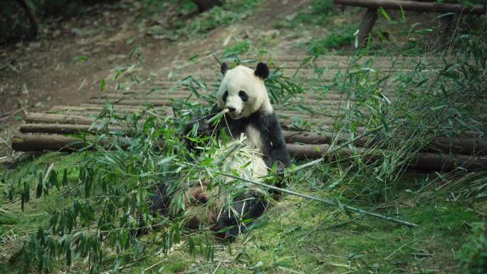 熊猫基地熊猫吃喝玩乐