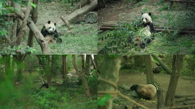 熊猫基地熊猫吃喝玩乐