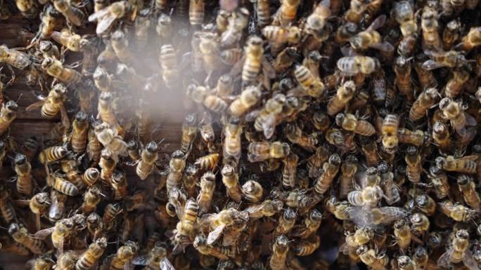 【正版素材】蜜蜂养殖3071