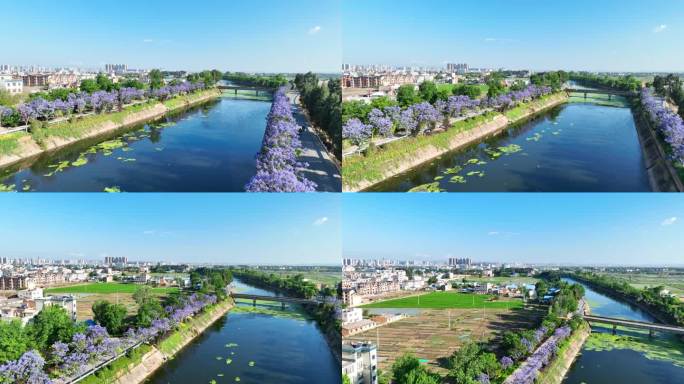 曲靖沿江街道南盘江两岸蓝楹花盛开