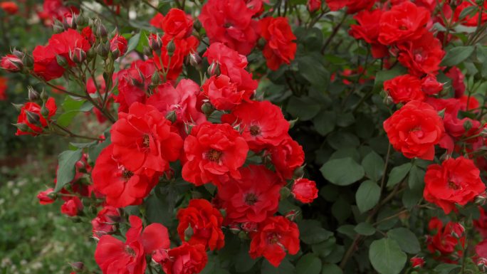 红色月季花种植