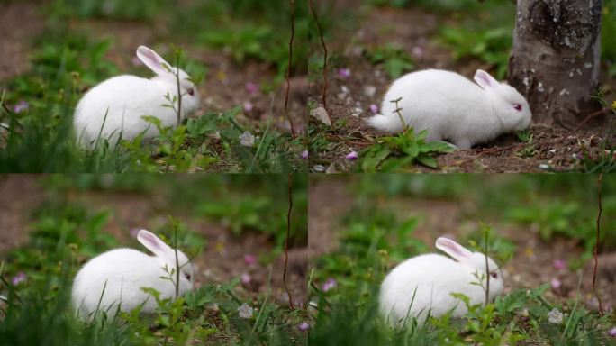 小白兔 兔子