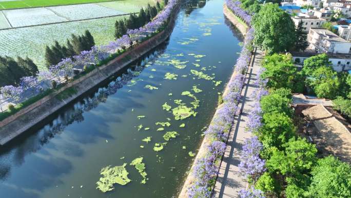 曲靖沿江街道南盘江两岸蓝楹花盛开