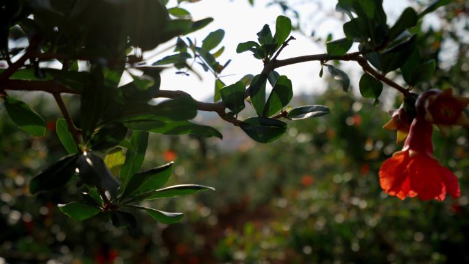 石榴花开基地采集素材