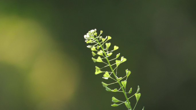 小草摇曳