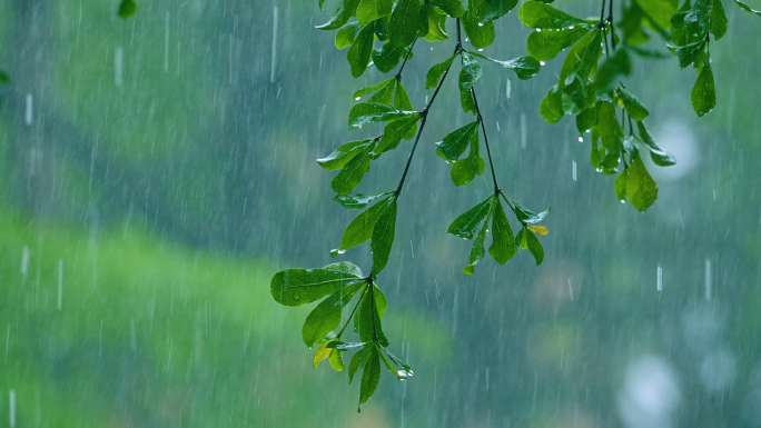 下雨天树林树叶水珠落雨4K素材