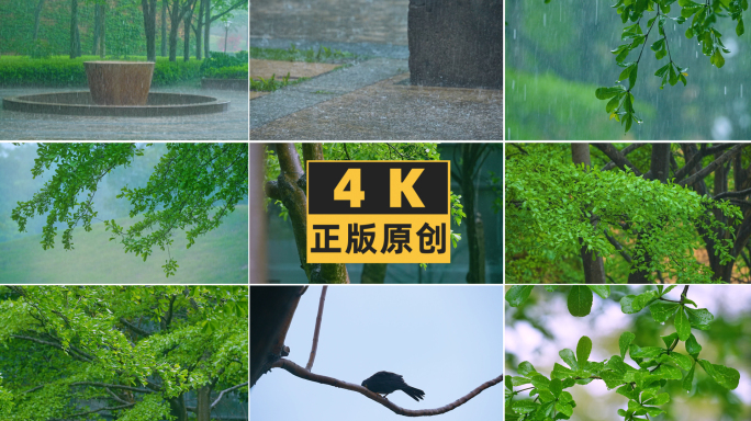 下雨天树林树叶水珠落雨4K素材