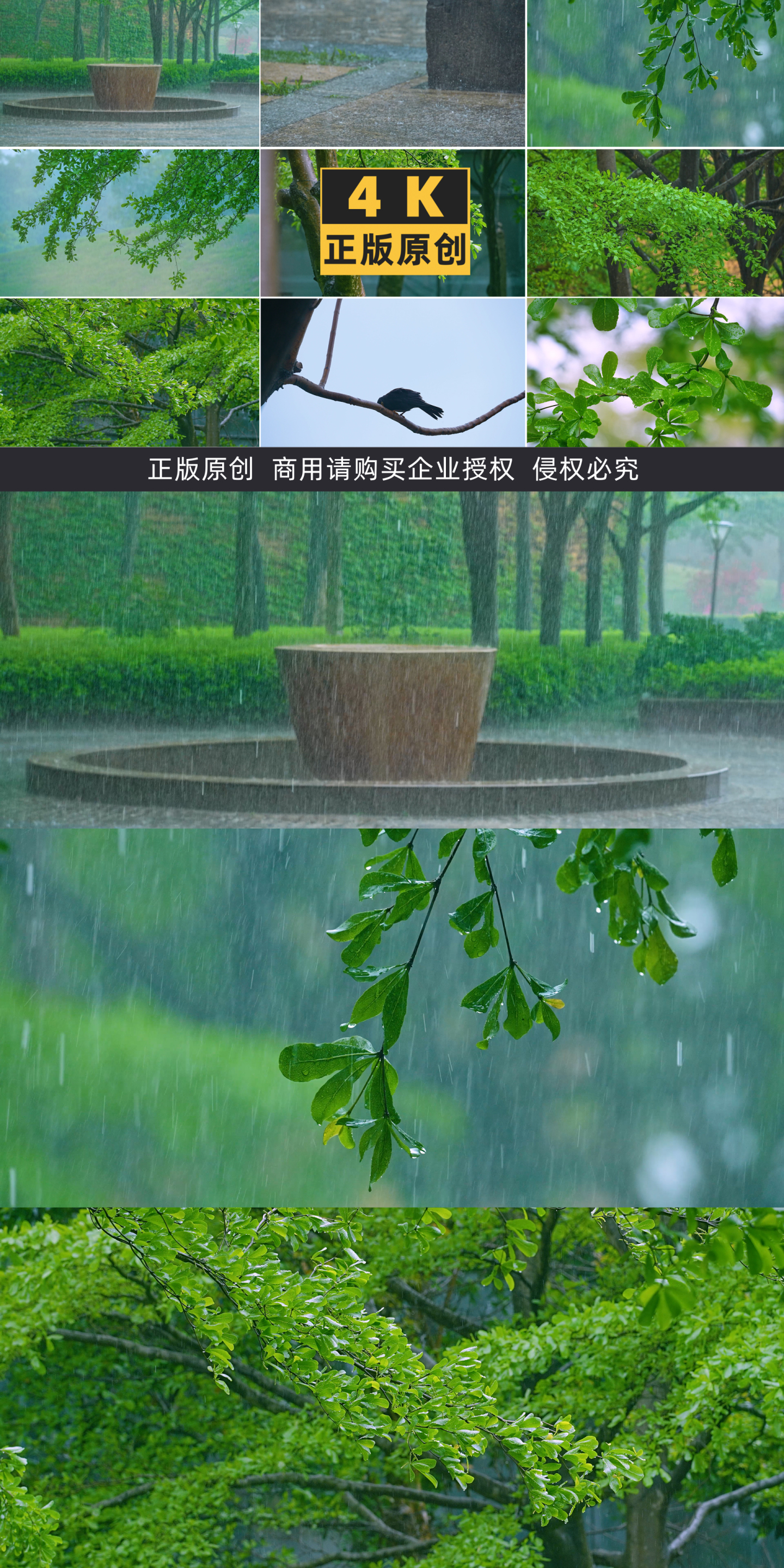 下雨天树林树叶水珠落雨4K素材