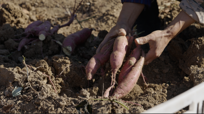 4K挖红薯 挖地瓜