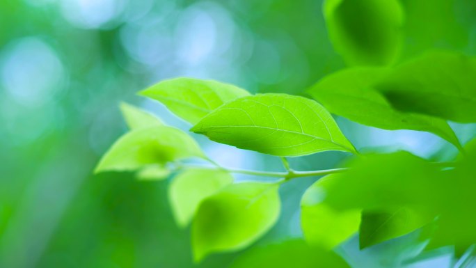 夏天树叶嫩叶绿叶