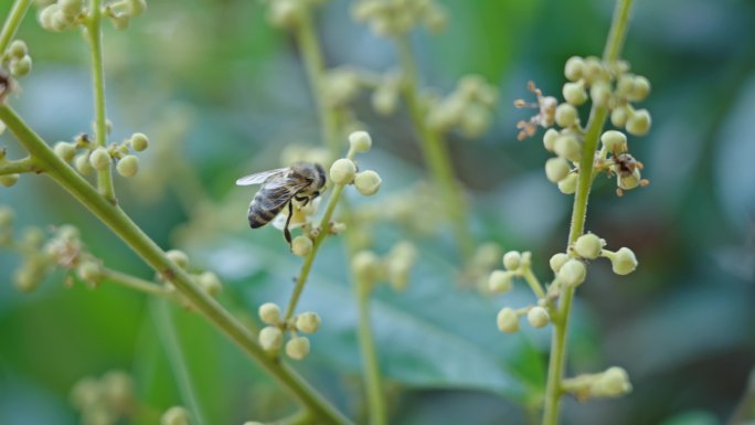 【正版素材】蜜蜂采蜜3033