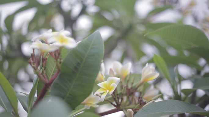 夹竹桃科 植物