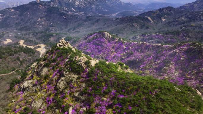 青岛胶南大珠山杜鹃花春天航拍合集