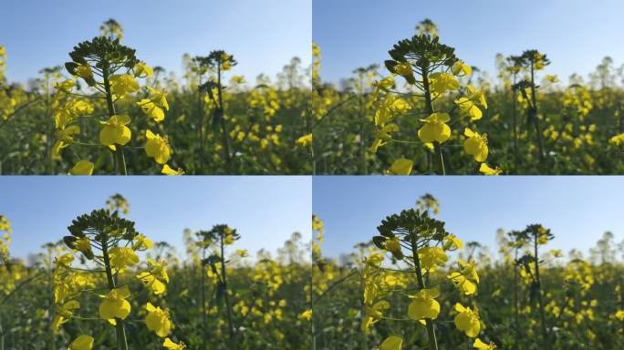 迎风飘扬的油菜花 乡村振兴 春天 郊游