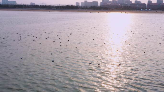 4K日出日落大海海鸥飞翔