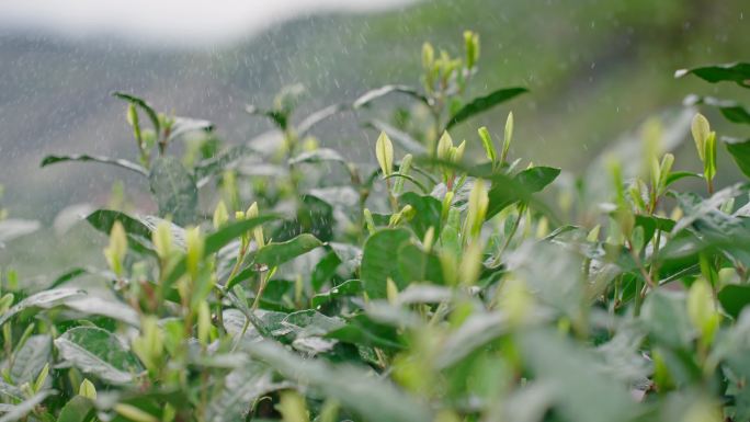 雨水茶园茶叶茶叶嫩芽