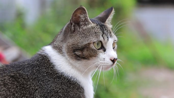 狸花猫特写，狸花猫吃草特写，中华田园猫