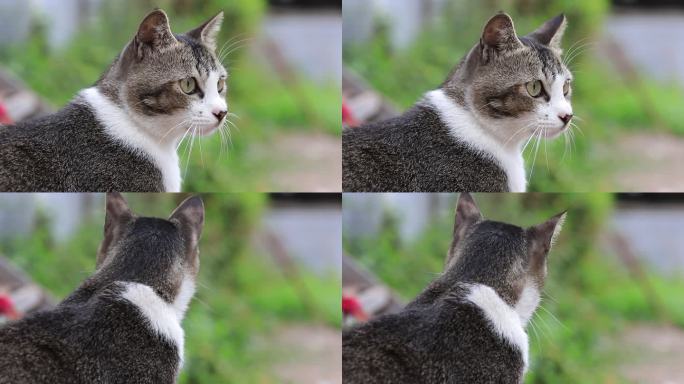 狸花猫特写，狸花猫吃草特写，中华田园猫