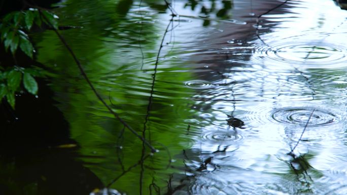 雨后雨滴水滴