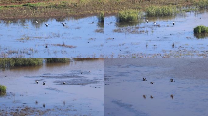 黑颈鹤飞过湿地湖面的升格视频