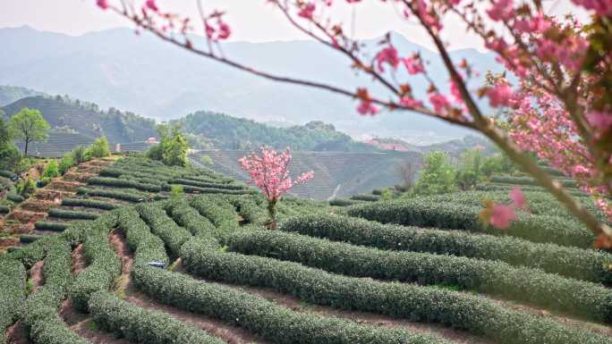 浪漫茶山樱花飞舞 花飞花落