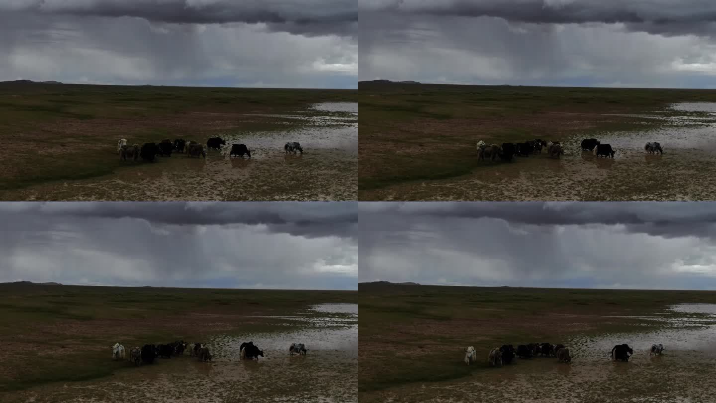 湿地牦牛