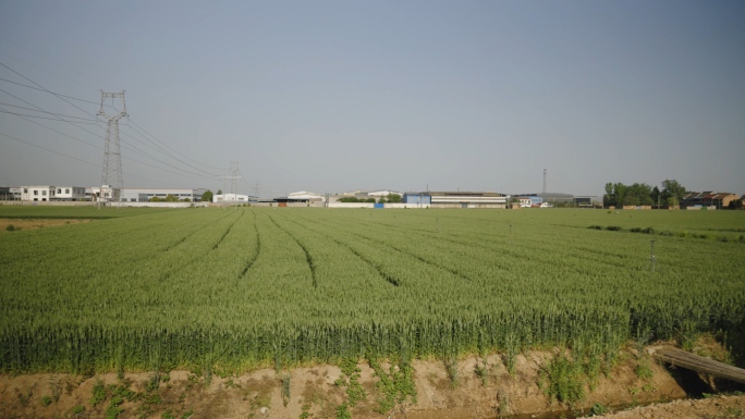 农村小镇麦田大景麦苗特写麦穗麦子小麦