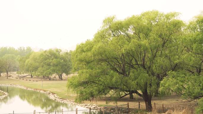 生态美景风景草原柳树河流湖实拍4K