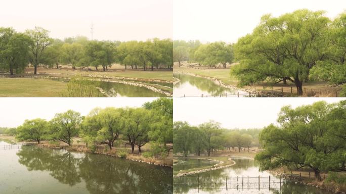 生态美景风景草原柳树河流湖实拍4K
