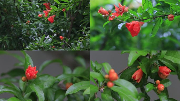 【合集】盛开的石榴花