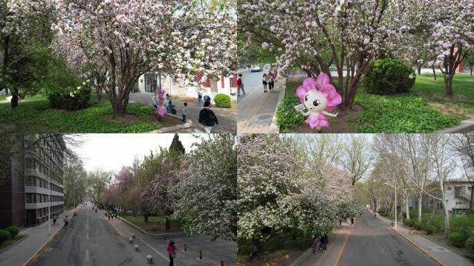 4K 天津大学 海棠花节 航拍