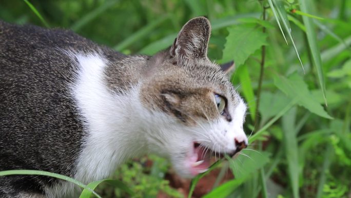 狸花猫特写，狸花猫吃草特写，中华田园猫