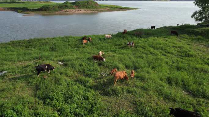 牛群牛吃草